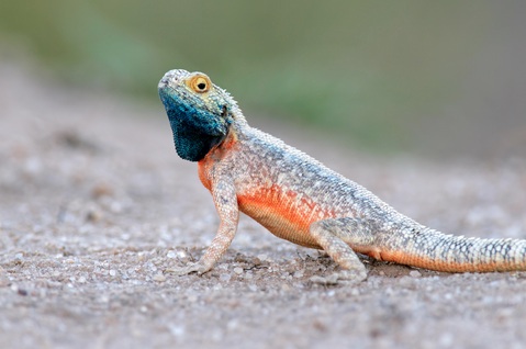 Tanzanian Spiny Agama For Sale, Tanzanian Spiny Agama For Sale Cheap, Tanzanian Spiny Agama For Sale Canada, Tanzanian Spiny Agama For Sale  Near Me, Tanzanian Spiny Agama For Sale Uk, Tanzanian Spiny Agama For Sale Europe, Tanzanian Spiny Agama For Sale, Baby Tanzanian Spiny Agama For Sale